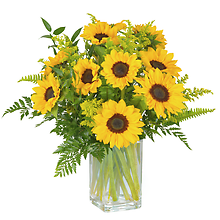Dozen Sunflowers