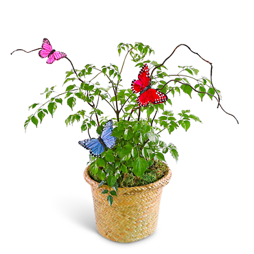 Butterfly China Doll Plant in Basket