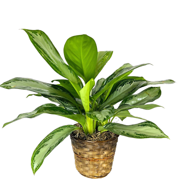 Aglaonema