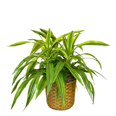 Dracaena Warneckii (10in)