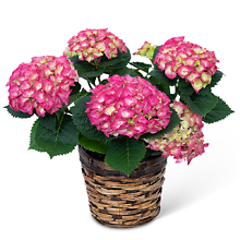 Hydrangea Plant
