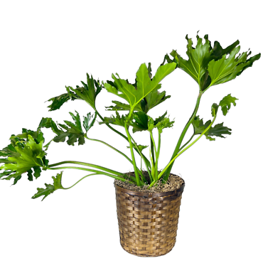 Split Leaf Philodendron (10in)
