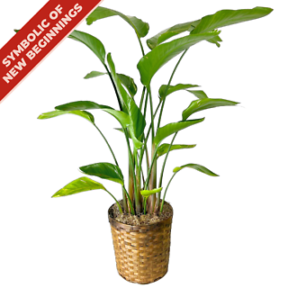 Bird of Paradise (10in)