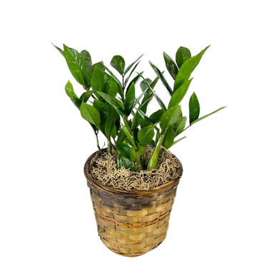 ZZ Plant
