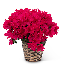 Azalea Plant
