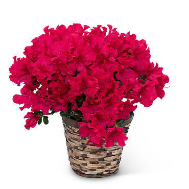 Azalea Plant