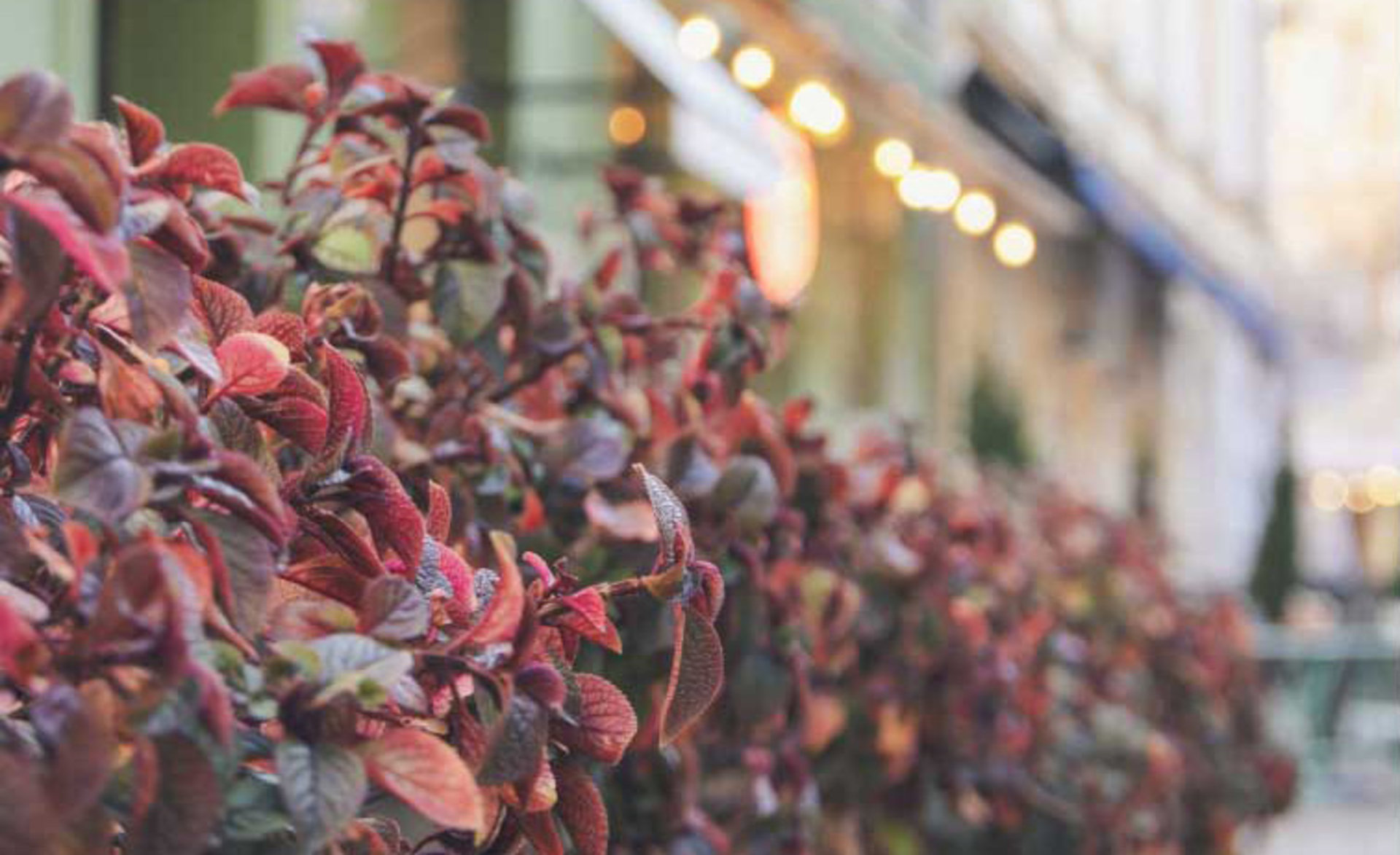 Outdoor Plants