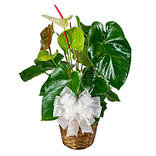 Dressed Anthurium Plant