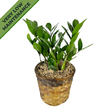ZZ Plant