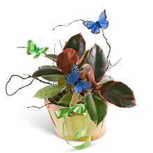 Variegated Rubber Tree Plant with Butterflies