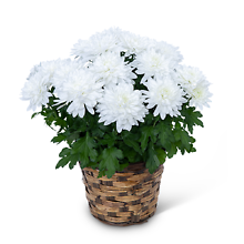 White Chrysanthemum Plant