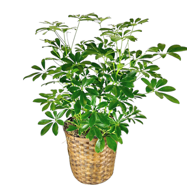 Schefflera