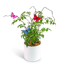 Butterfly China Doll Plant in Ceramic