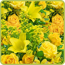 Canary Series