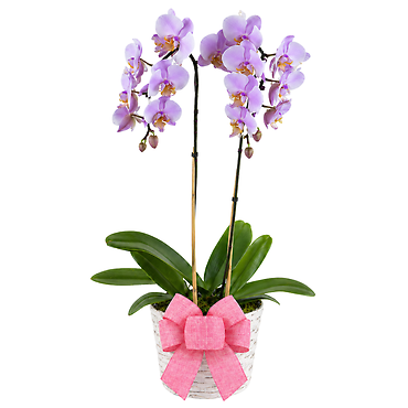 Dressed Orchid Plant