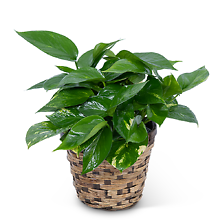 Pothos Plant in Basket