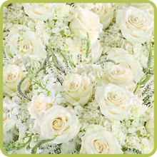 Simply White Series
