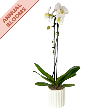Potted Double-Stemmed Orchid