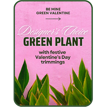 Designer\'s Choice Valentine\'s Day Green Plant