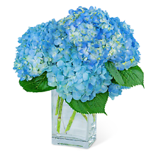 Hydrangeas in Blue