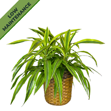 Dracaena Warneckii (10in)