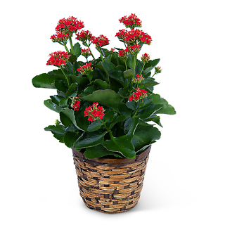Blooming Kalanchoe Plant