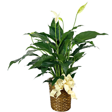 Peace Lily Plant