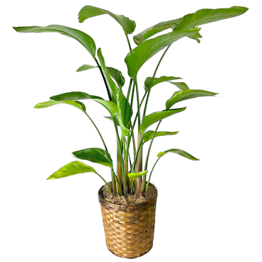 Bird of Paradise (10in)