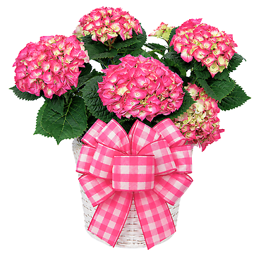 Dressed Hydrangea Plant