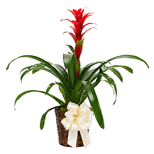 Dressed Bromeliad Plant