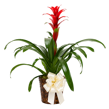 Dressed Bromeliad