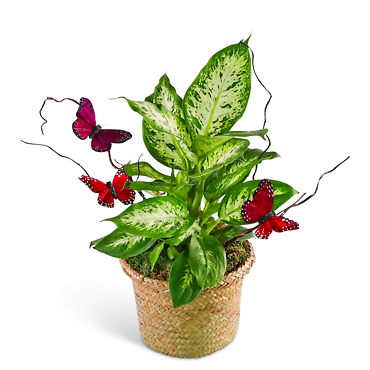 Green Plant with Spring Accents