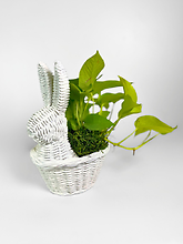 Pothos (4in) in a White Ceramic Bunny Pot