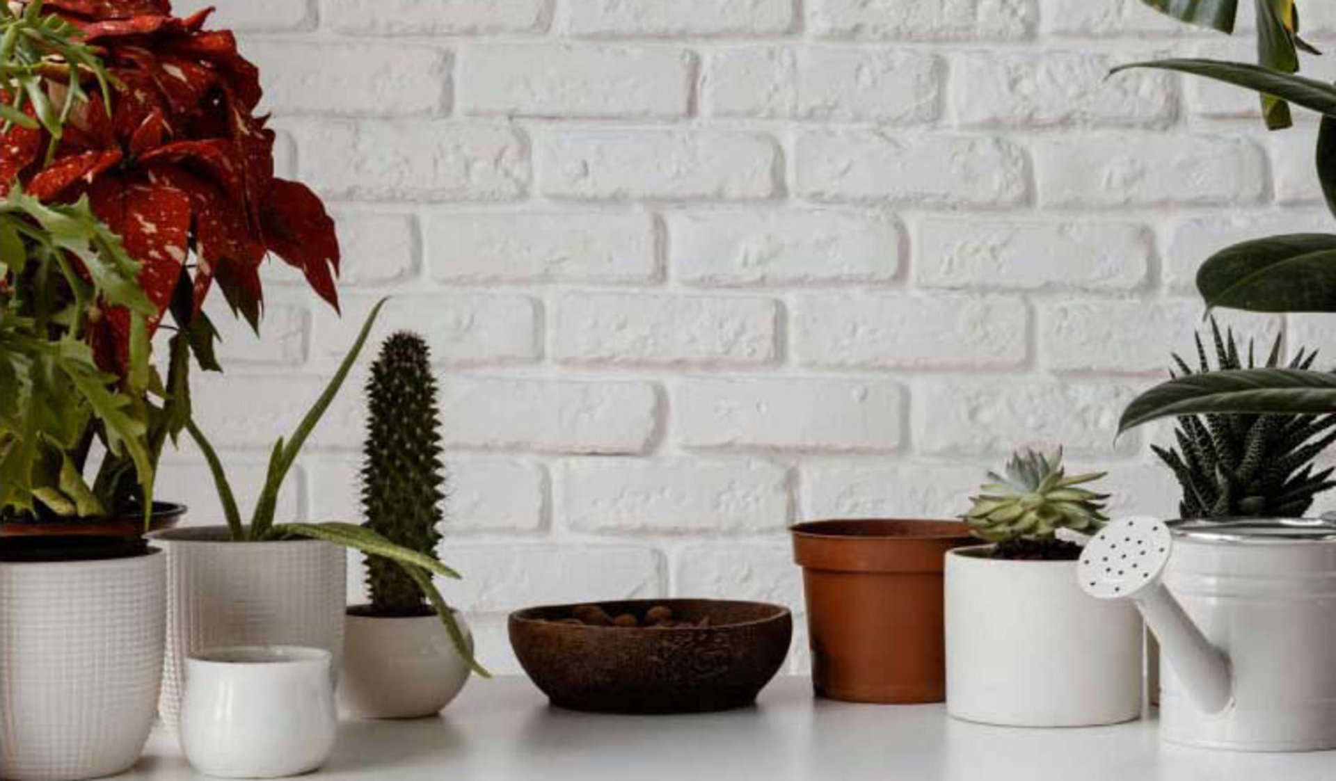 Indoor Plants