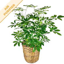 Schefflera