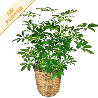 Schefflera