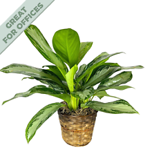 Aglaonema