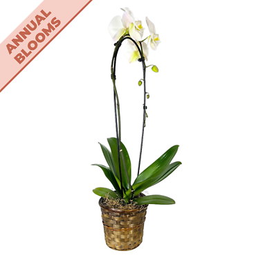Double-Stemmed Orchid