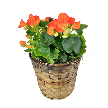 Reiger Begonia