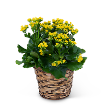 Kalanchoe Plant