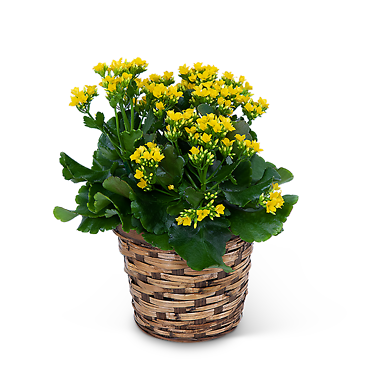 Kalanchoe Plant