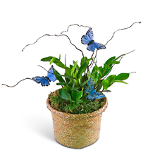 Zanzibar Gem Plant with Blue Butterflies