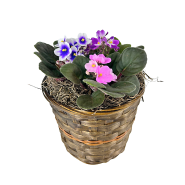 African Violet