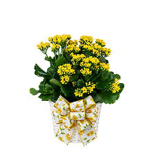 Dressed Kalanchoe Plant