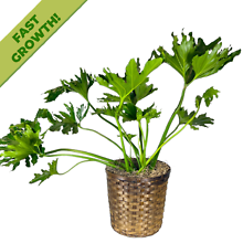 Split Leaf Philodendron (10in)