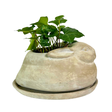 Ivy(4in) in Ceramic Bunny Pot
