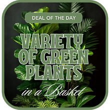 Designer\'s Choice - Variety of Green Plants