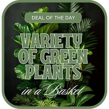Designer\'s Choice - Variety of Green Plants
