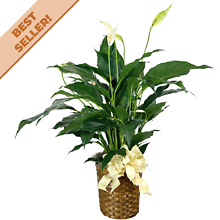 Peace Lily Plant