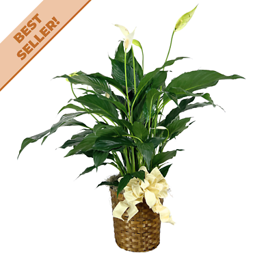 Peace Lily Plant